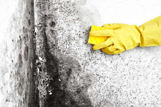 Best Home Mold Removal  in Hendersonville, NC