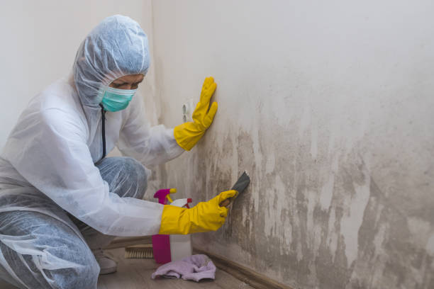 Best Professional Mold Removal  in Hendersonville, NC