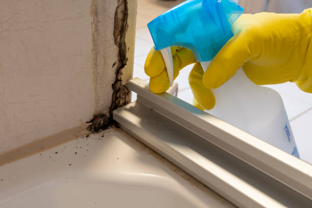 Best Mold Removal Near Me  in Hendersonville, NC