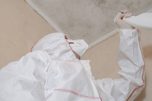 Best Mold Removal Company Near Me  in Hendersonville, NC