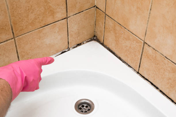  Hendersonville, NC Mold Removal Pros